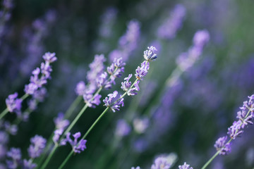 Lavender blossoming flowers