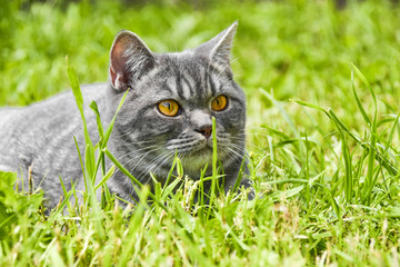 lovely fluffy British cat in a garden