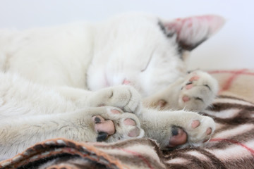 Fototapeta na wymiar Sleeping cat. The white cat is sleeping sweetly on the warm plaid.
