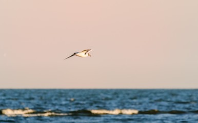Flying Seagull