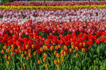 flowerbed with tulips