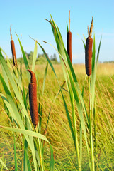 Bulrush plants in the swamp on background  blue sky © nadin333