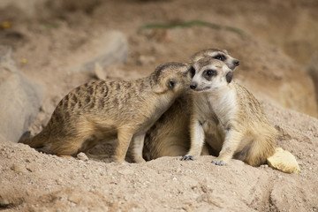 Fototapeta premium Three Meerkats sitting