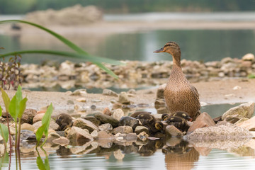 Stockente mit Küken