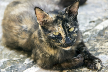 Irresistible ugly homeless cat