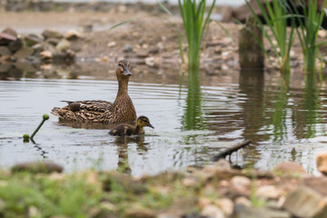 Stockente mit Küken
