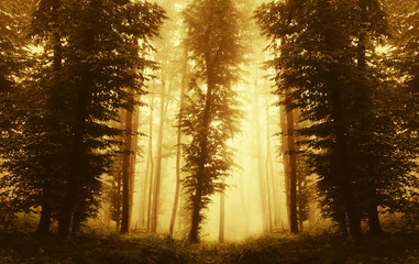 sunset light in the woods