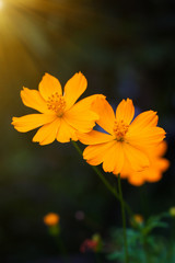 Cosmos flowers, yellow flowers