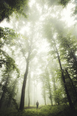 Obraz premium man in green forest in summer