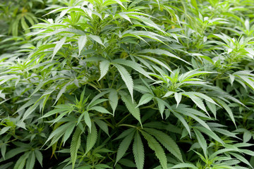 Leafy plant marijuana close up