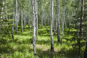 Light birch wood