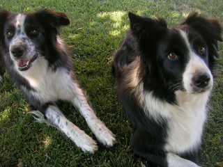 Lo sguardo intelligente di due Border Collie che riposano all'ombra di un Tiglio