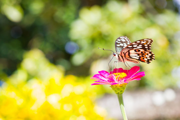 Butterfly on pink flower in tropical garden. Thailand