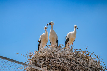 Les cigognes de Camargue