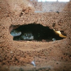 Jeunes sténodactylus