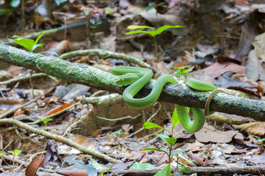 Beautiful bright green color White-lipped Pit Viper snake wrapped around a tree branch in a forest.