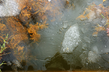 Ice crust over the water surface with weeds