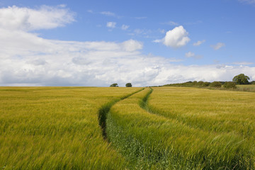 ripening barley field