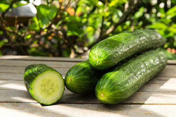 Salatgurke - grüne Gurken im Garten