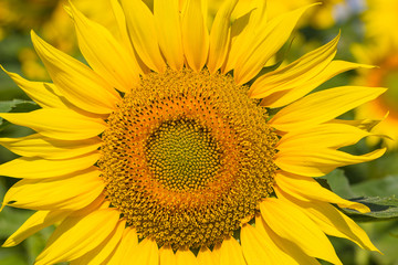 Naklejka premium Sunflower Flower.