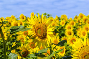 Field of with blooming sunflowers.