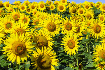 Fototapeta na wymiar Field of with blooming sunflowers.