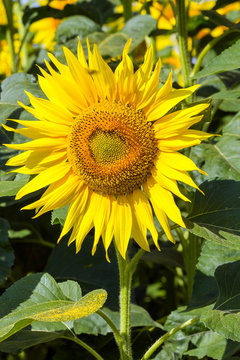 Huge flower sunflower.
