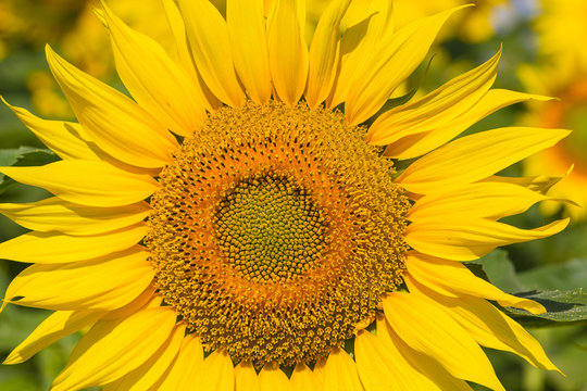 Sunflower Flower.