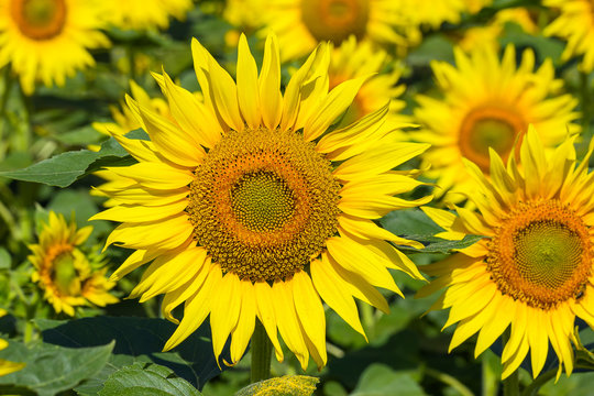 Large sunflower flowers.