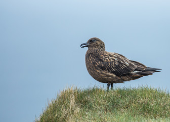 Great Skua (Cataract skua) waiting on a cliff top