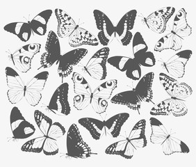 Set of butterfly silhouettes