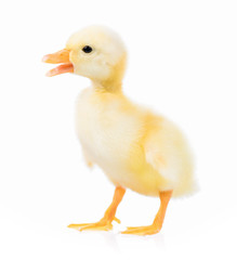 Cute domestic duckling, isolated on white background