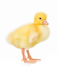 Cute little newborn gosling, isolated on a white background
