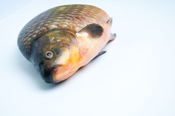 Big prussian carp isolated on white