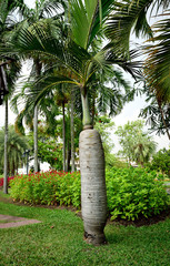 Fototapeta premium Spindle palm