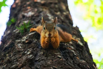 Foto op Canvas eekhoorn in de boom © millenks