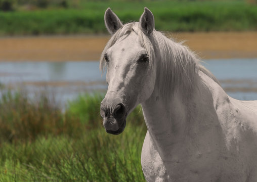 Beautiful white or light gray horse at the lagoon of Camargue reserve, Bouches-du-rhone region, south France