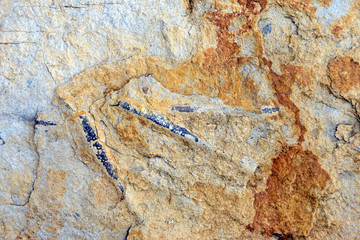 fossilized Belemnite