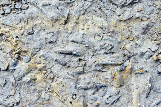 fossilized Belemnite