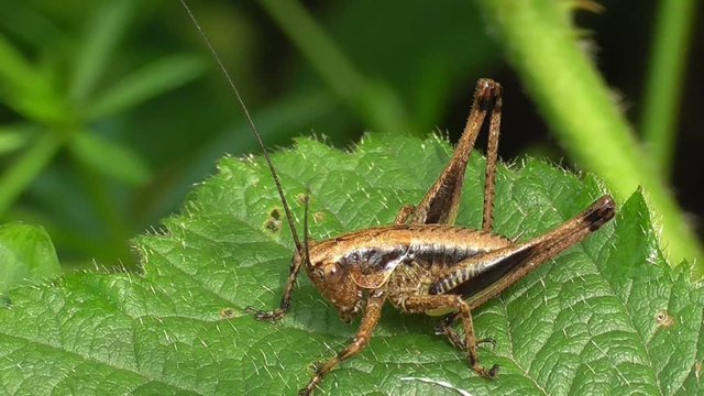 Gemeine Strauchschrecke, Pholidoptera griseoaptera