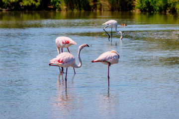 Les flamants roses de Camargue