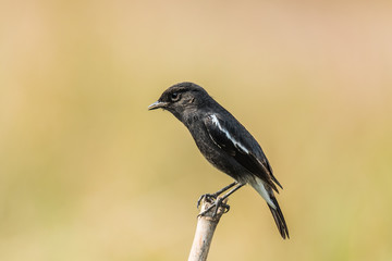 Pied Bush Chat