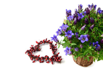 blue gentian on white isolated background