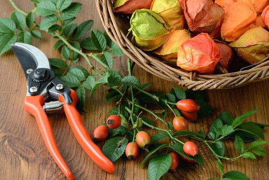 autumn decoration of rose hips. floristry.