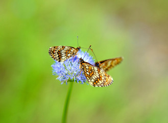 Naklejka na ściany i meble three butterflies sitting on a blue flower 