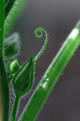 Ranke