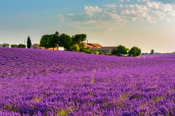 Gentle sunrise over the endless lavender fields and farm in Provence, France