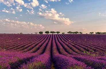 Peel and stick wall murals purple Gentle pink sunrise over the endless lavender fields in Provence, France