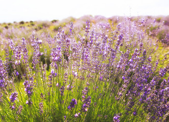 Fototapeta premium Lavender Flowers