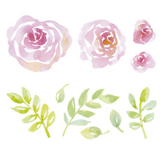 pale color tender rose flowers elements for design. watercolor h